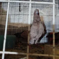 جفت کله ای|پرنده|بندر ماهشهر, |دیوار