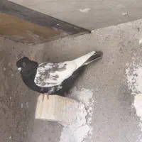 کفتر بهبونی|پرنده|شیراز, جوادیه|دیوار