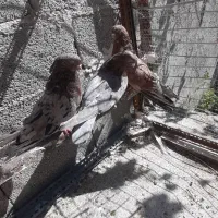 پرنده سرور|پرنده|اردبیل, |دیوار
