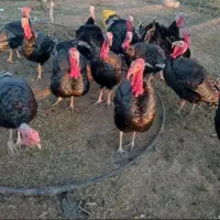 بوقلمون محلی هشتدرخان