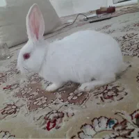 خرگوش چشم صورتی سالم. بازیگوش