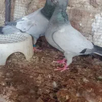 بیخط نر ماده