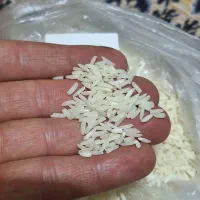 برنج هاشمی گیلان