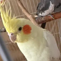 عروس هلندی
