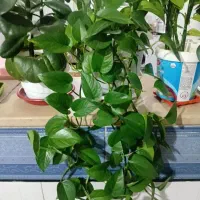 فروش گل|گل و گیاه طبیعی|دورود, |دیوار