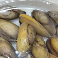 صدف زنده و بسیار زیبا ماهی|ماهی|کرمانشاه, |دیوار