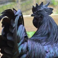 تخم نطفه دار برهما لایت ایام سمانی و لهستانی|حیوانات مزرعه|اصفهان, باتون|دیوار