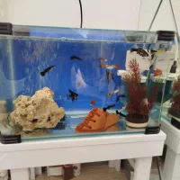 آکواریوم شیشه خم