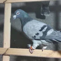چند عدد کفتر رنگ همه نر فقط ساده سبز کاکلی ماده|پرنده|تربت‌حیدریه, فردوسی جنوبی|دیوار