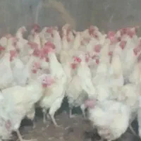 مرغ تخم گذار