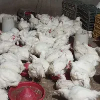 خروس مادر .مرغ و خروس گوشتی .بوقلمون گوشتی.غاز . |حیوانات مزرعه|محمدشهر, ولدآباد|دیوار