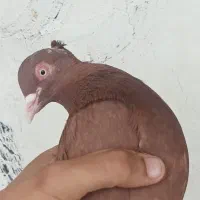 یک جفت کبوتر زنجانی