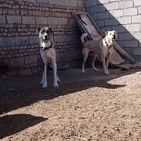 جفت حیون گوسفندی رمتاز اجیر ب زمانت گله همه|سگ|زاوه, |دیوار