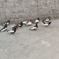 بهبونی سینه