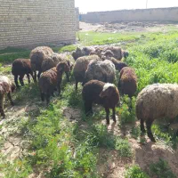 میش داشتی