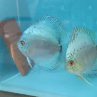 جفت دیسکس مولد