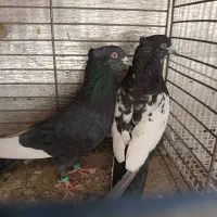 زاغ دست پرسفید