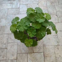 سانسوریا 75|گل و گیاه طبیعی|تربت‌حیدریه, قائم|دیوار