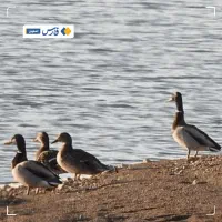 دنبال یه مشاورخوب