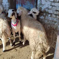 بره قوچای پلنگی و افشاری|حیوانات مزرعه|بروجرد, |دیوار