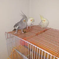 طوطی عروس هلندی