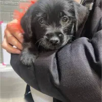 سگ مشکی پیدا شده