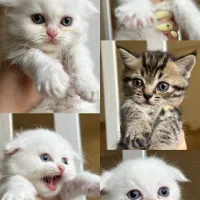 گربه|گربه|شیراز, شهرک کوشکک|دیوار