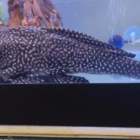 کت فیش لجن خوار اسپرت|ماهی|شیراز, پودنک|دیوار