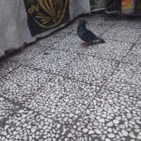 کبوتر|پرنده|رشت, شهرک آیت الله منتظری|دیوار