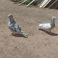 کبوتر کله هما و هفرنگ