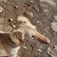 تازی ماده زلف دار