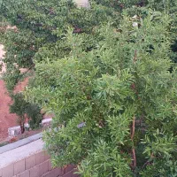 باغ|فروش دفتر صنعتی، کشاورزی، تجاری|مرند, |دیوار