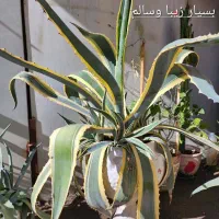 فروش گل|گل و گیاه طبیعی|قدس, هفت جوی|دیوار