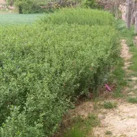 ترون نایلکسی|خدمات باغبانی و درختکاری|ملکآباد, |دیوار