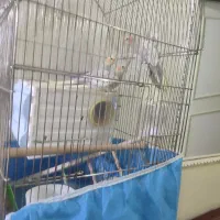 خانواده عروس هلندی