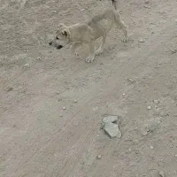 توله ماده اصیل سرابی|سگ|اردبیل, |دیوار