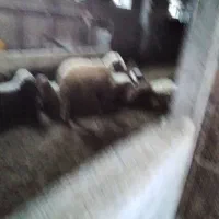 بره نر نیم گوشت وتمام گوشت هم دارم