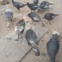 بوقلمون|حیوانات مزرعه|مارگون, |دیوار