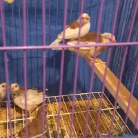 فنچ به شرط تخم جوجه