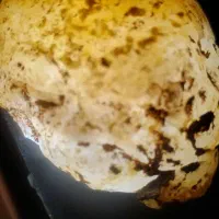 سنگ قیمتی|کلکسیون اشیاء عتیقه|مرودشت, ولایت|دیوار