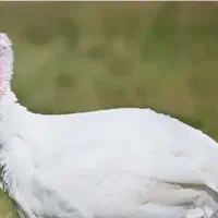 بقلمون