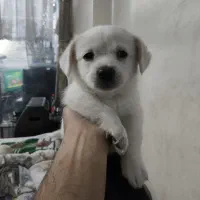 توله پامر شیتزو