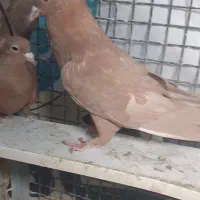 کفتر|پرنده|تهران, بهارستان|دیوار