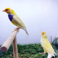 فنچ گلدین|پرنده|بندرعباس, |دیوار