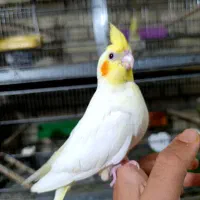 خرید و فروش عروس هلندی ،مرغ عشق فنچ|پرنده|نجفآباد, حومه نجف آباد|دیوار