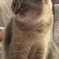 پت خوانگی گربه بیریتیش واسکاتیش|گربه|کرج, برغان|دیوار