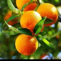 فروش پرتقال و نارنگی