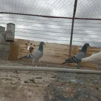 کفتر صید و جفتی