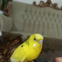 دو جفت مرغ عشق بالغ و تخم گذار