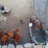 مرغ 350|حیوانات مزرعه|نیشابور, ماروسک|دیوار